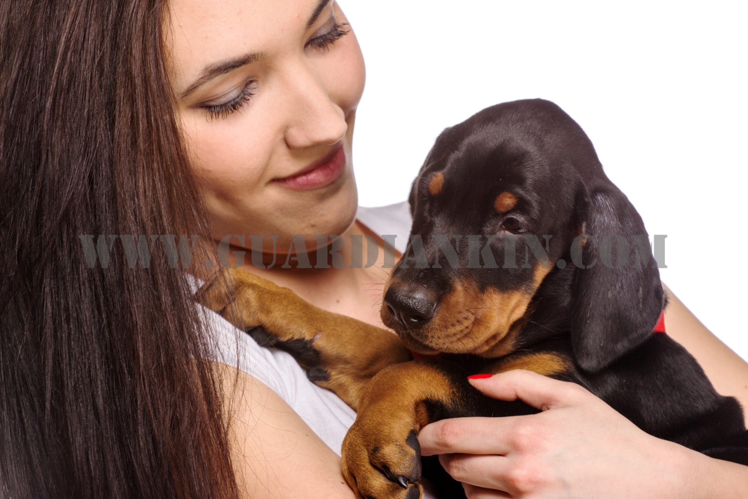 Tips For New Doberman Puppy